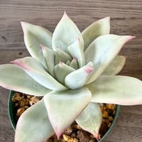 128、Echeveria ‘CS-NO-09‘ ’Alps’