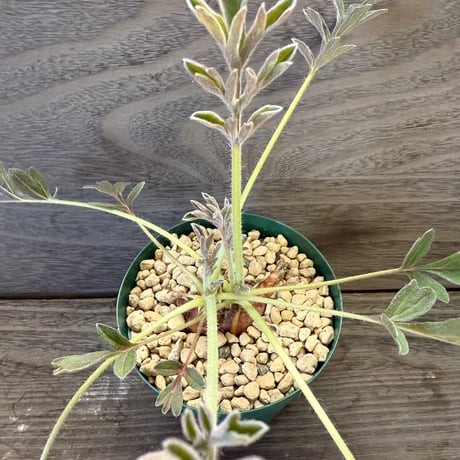 73、Pelargonium incrassatum