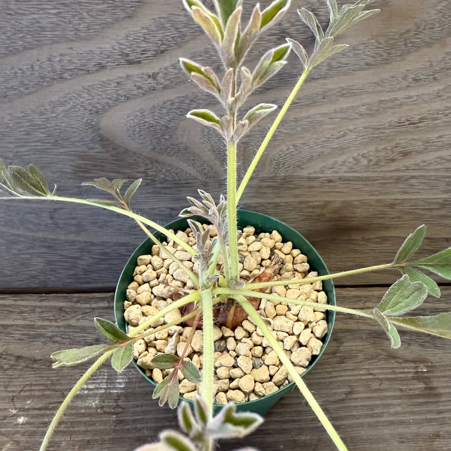 68e85f888116d584e56852a7