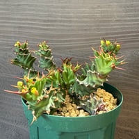 177、Euphorbia tortirama