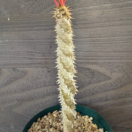 163、Euphorbia pauliana