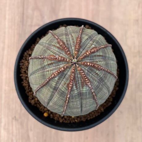 27、Euphorbia オベサ