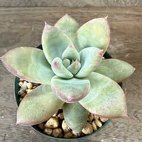 45、Echeveria ’CS-NO-10’ ’CPS02’