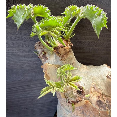 174、Cyphostemma uter var.macropus