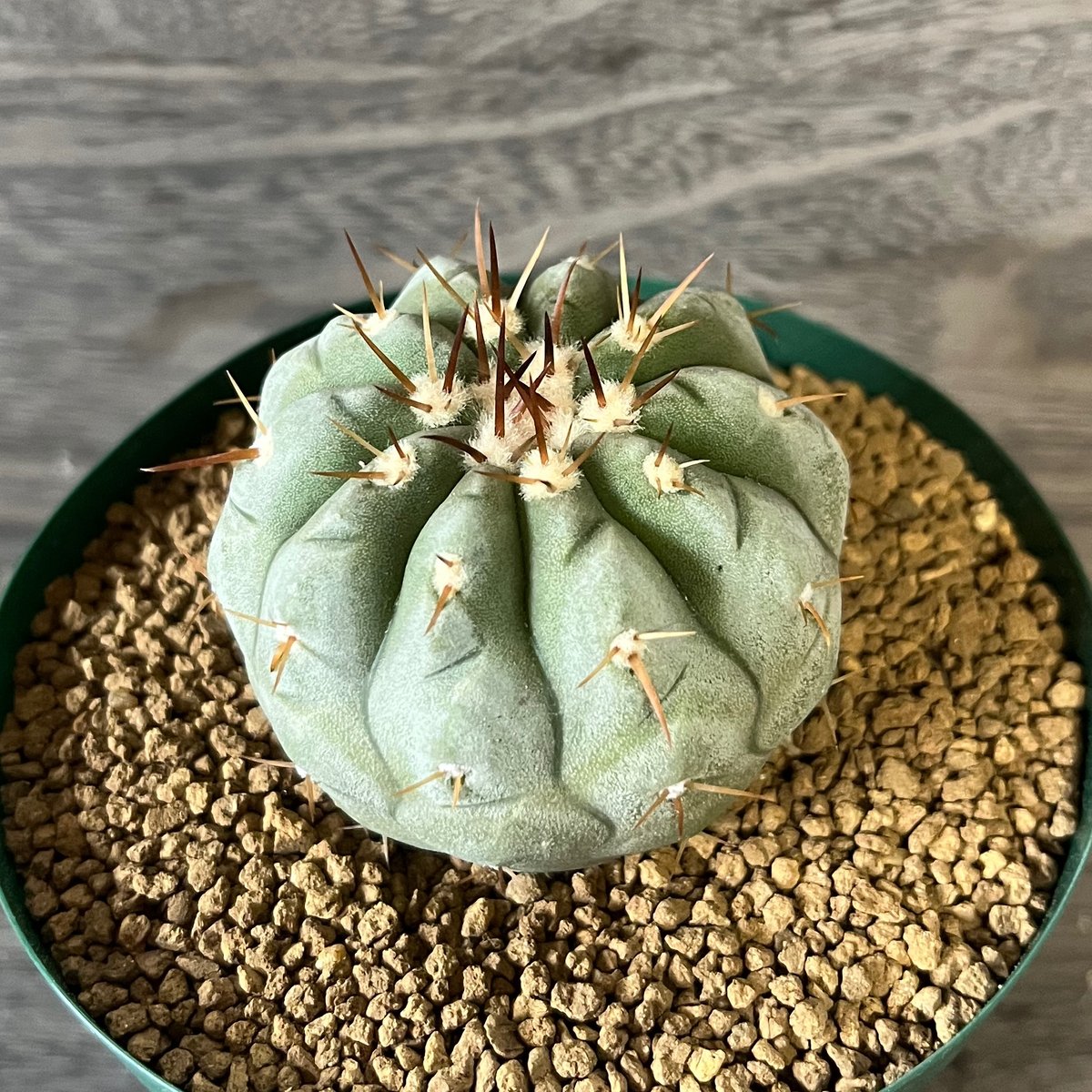 ピ*ン様 黒王丸 43、Copiapoa 白刺黒王丸（実） | HORIKAWA NURSERY