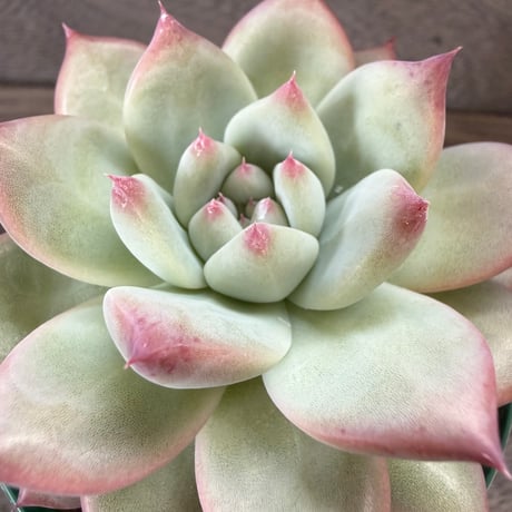 161、Echeveria lindsayana