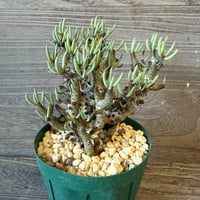 128、Tylecodon buchholzianus