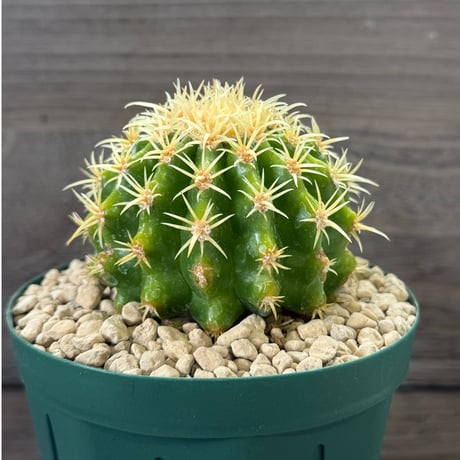 163、Echinocactus 短刺金鯱