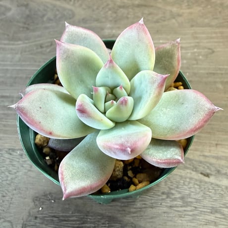 70、Echeveria ‘CS-NO-13‘ ‘lindsayana×Super White‘