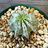 131、Euphorbia ‘刺無ホリダ‘