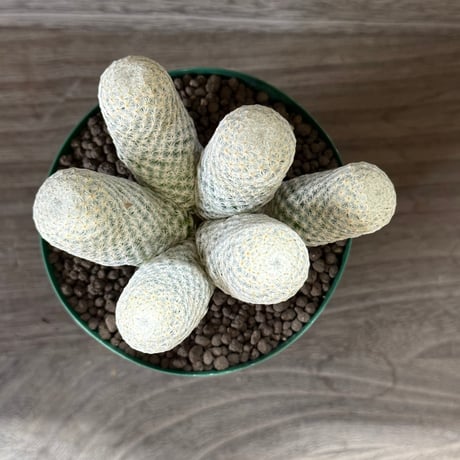 170、Mammillaria 白鷲