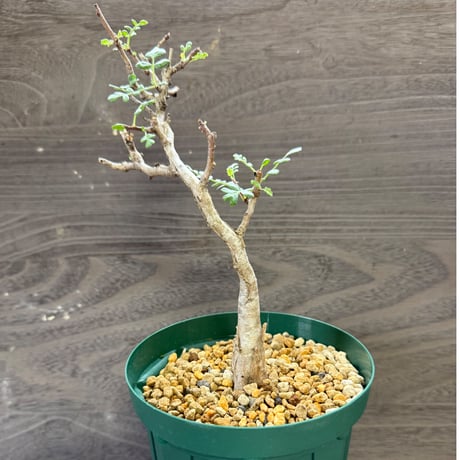 63、Pachycormus discolor