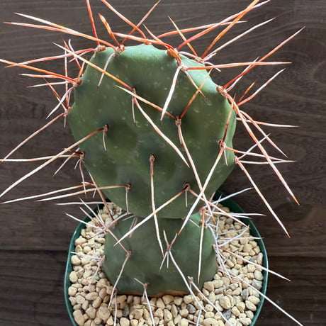 99、Opuntia sulphurea ‘Apache‘