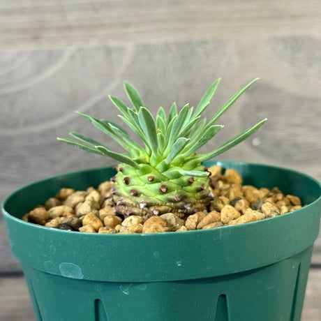 189、Euphorbia オベサ鉄甲 | HORIKAWA NURSERY