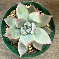 52、Echeveria ’CS-NO-13’ ’lindsayana×Super White’