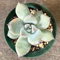 40、Echeveria ’CS-NO-01’ ’Super White’