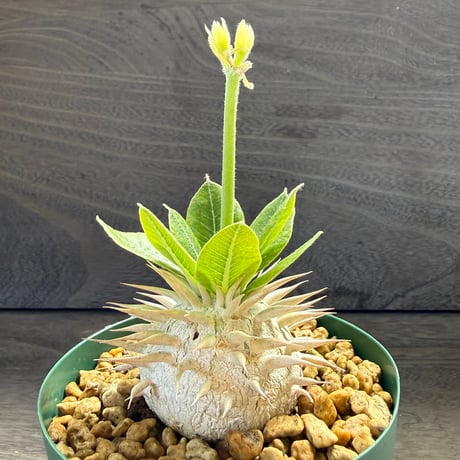 85、Pachypodium eburneum ‘Yellow flower‘
