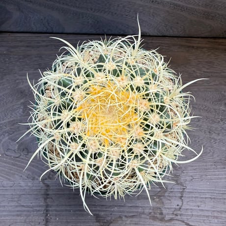1、Echinocactus　パーマネント金鯱