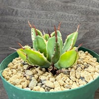 21、Agave potatorum f.monstrose variegata ’Cubic’