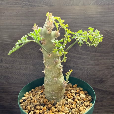 5、Pelargonium ceratophyllum