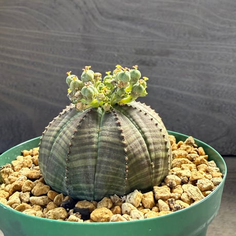 87、Euphorbia obesa