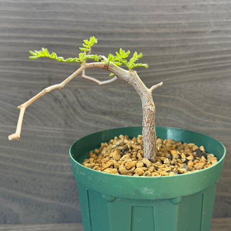 151、Commiphora monstruosa