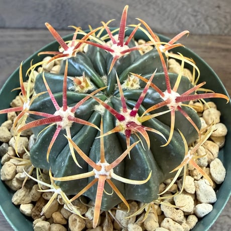 12、Ferocactus 日の出丸