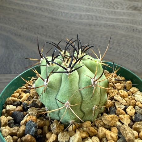 22、Eriosyce combarbalensis f.aureispina CH-KP2165 Pasodel Buey 1719m Coquimbo chile（実）
