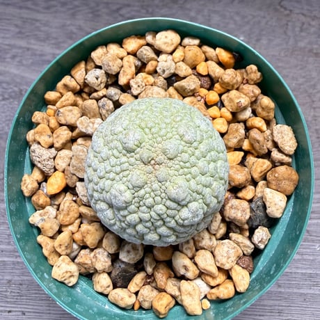 79、Pseudolithos migiurtinus