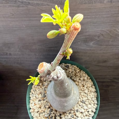 4、Adenia glauca