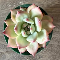 120、Echeveria lindsayana