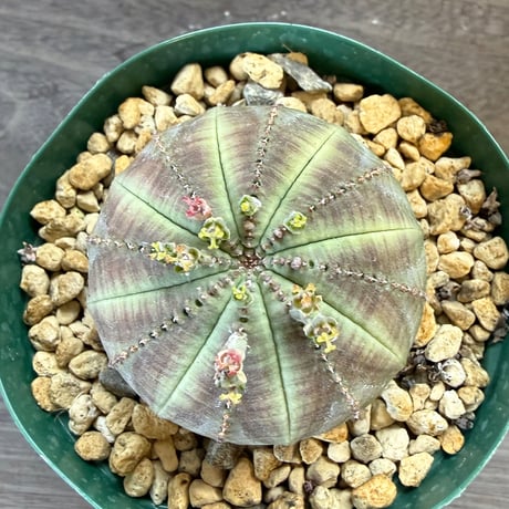 98、Euphorbia obesa