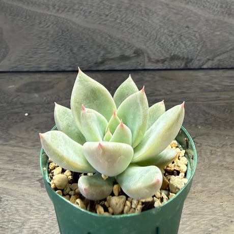 72、Echeveria ‘tolimanensis Rio Toliman×Super White‘