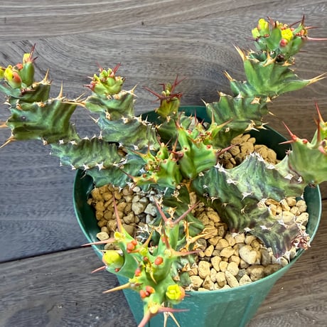 177、Euphorbia tortirama