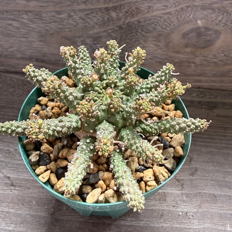 182、Euphorbia gamkensis