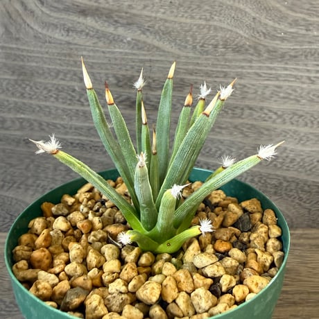 150、Agave albopilosa