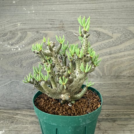 58、Tylecodon buchholzianus