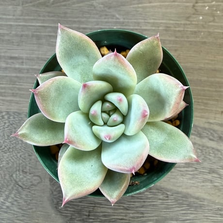 67、Echeveria ‘CS-NO-13‘ ‘lindsayana×Super White‘