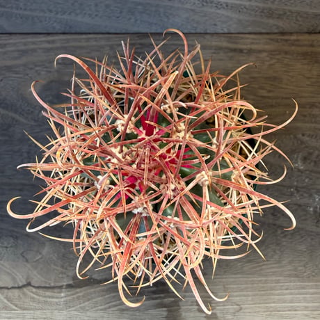 154、Ferocactus 赤刺金冠竜