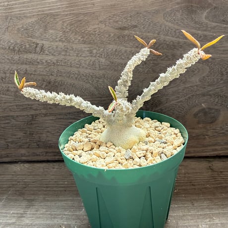 133、Euphorbia suzannae-marnierae