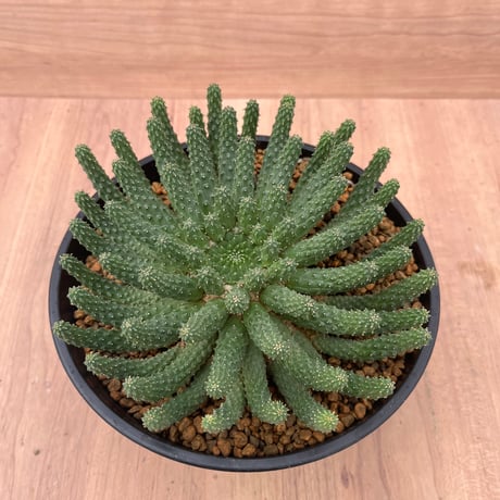 5、Euphorbia エスクレンタ