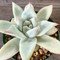 129、Echeveria ‘CS-NO-09’ ’Alps‘