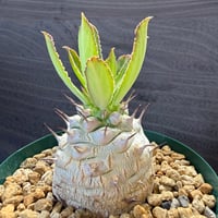 181、Euphorbia venenifica