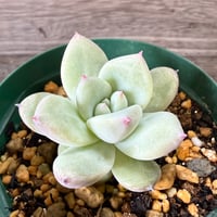 116、Echeveria ‘CS-NO-01‘ ‘Super White‘