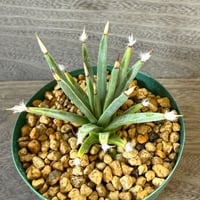 150、Agave albopilosa