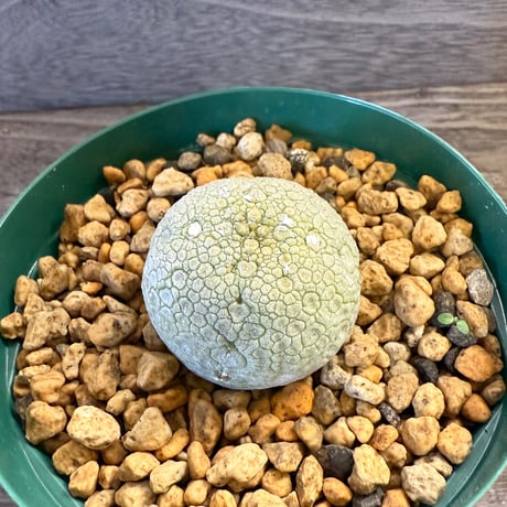 57、Pseudolithos migiurthinus