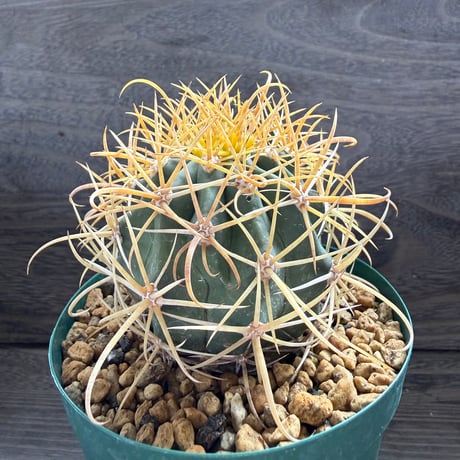 1、Ferocactus 金冠竜