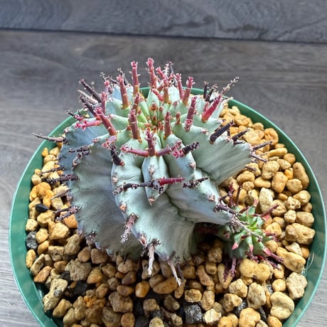 88、Euphorbia ‘horrida × polygona‘