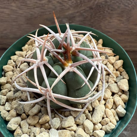 96、Gymnocalycium 太刺フェロシオール