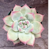 193、Echeveria lindsayana